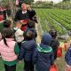 K & K1 Field Trip – We are off on a strawberry picking adventure (Dec 2023)