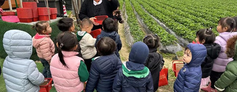 K & K1 Field Trip – We are off on a strawberry picking adventure (Dec 2023)